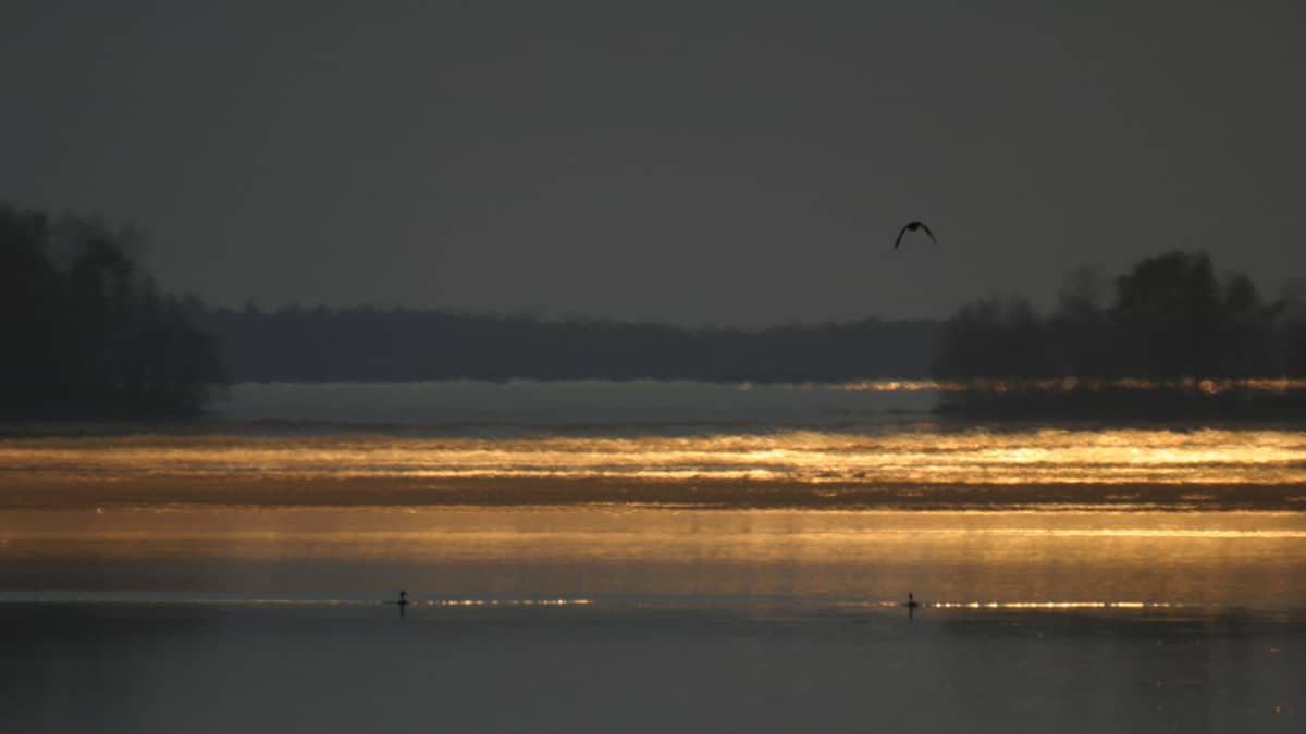 Lintuja järvellä auringon kultaamassa kaistaleessa synkkyyden ympäröidessä.