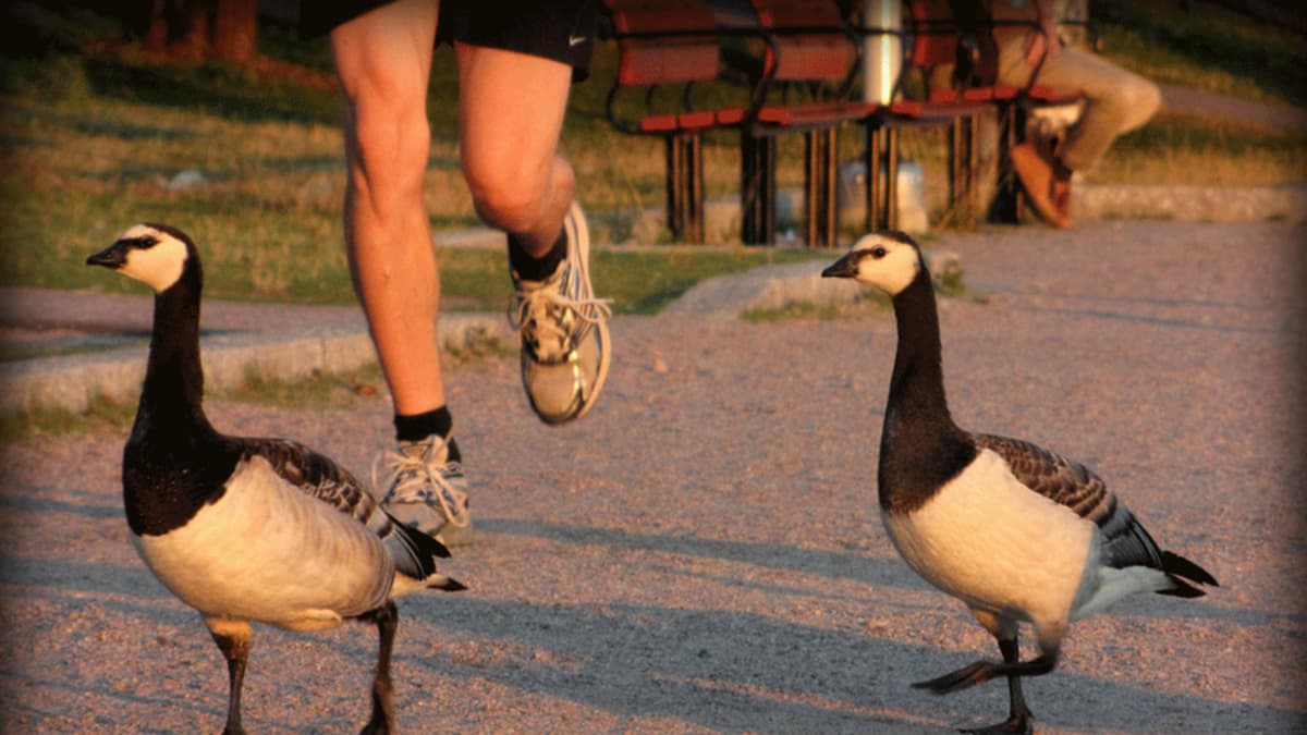 Lenkkeilijän jalat ja valkoposkihanhia