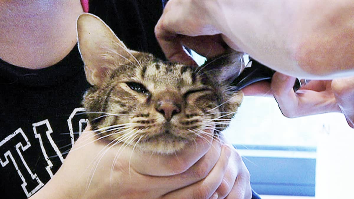 Ocicat-rotuinen kissa eläinlääkärin tutkittavana.