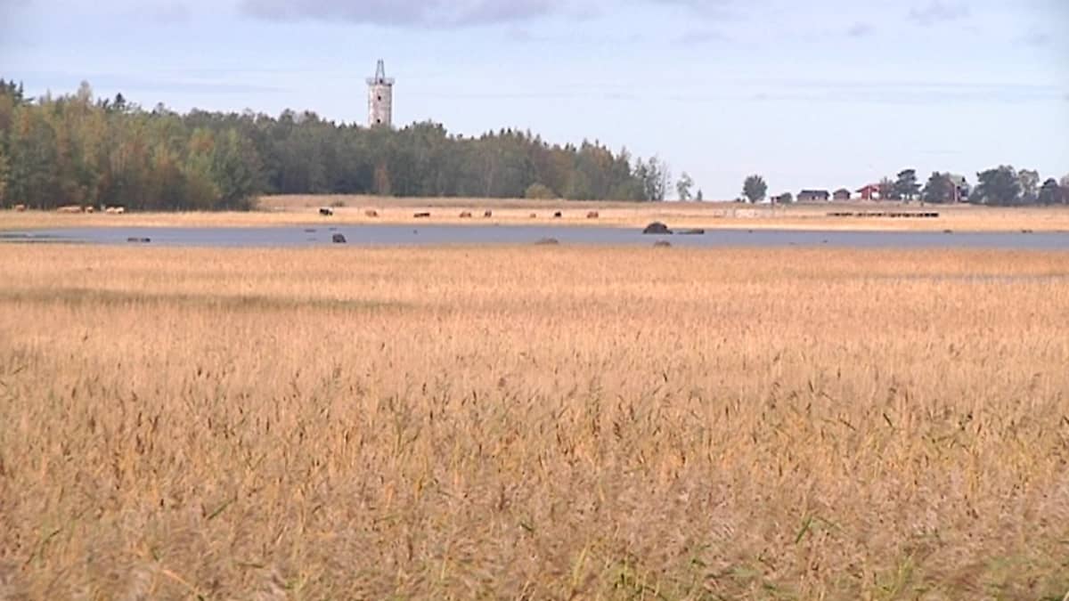 Kuvassa Rummelön maisemaa Kokkolasta, taustalla Harrbådan majakka