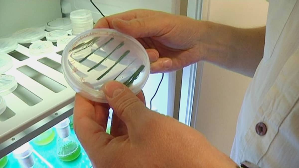 Levistä on tarkoitus erottaa muun muassa suosittua ja erittäin kallista omega 3-ravintolisää.