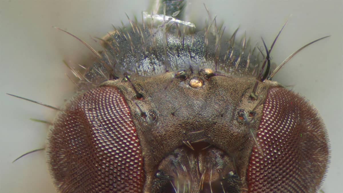 Drosophila tristis