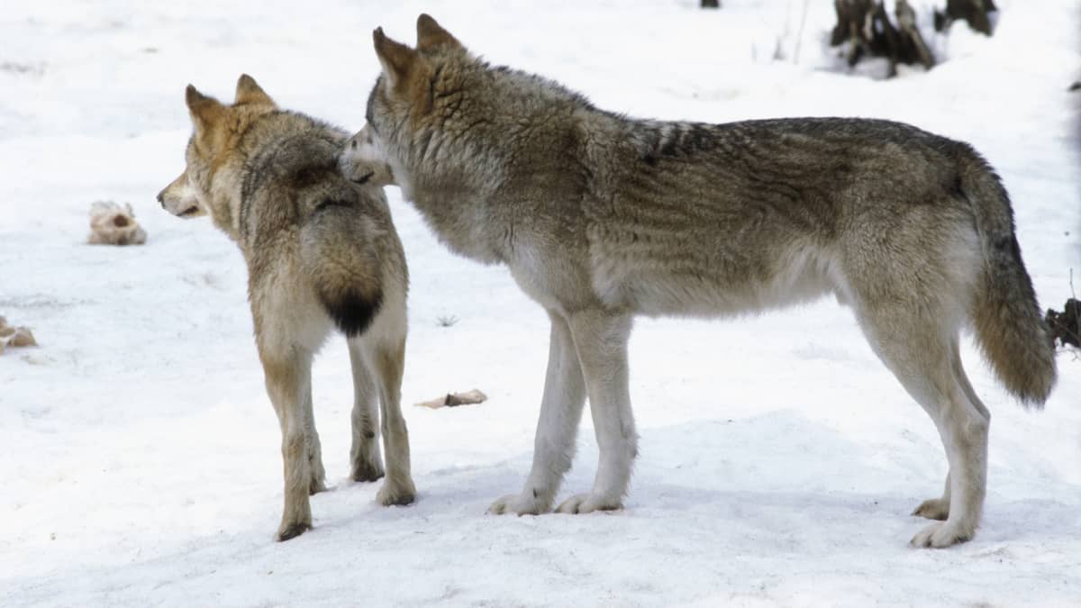 Kuvassa kaksi sutta seisoo talvimaisemassa  ja katsoo kuvan takareunaan.