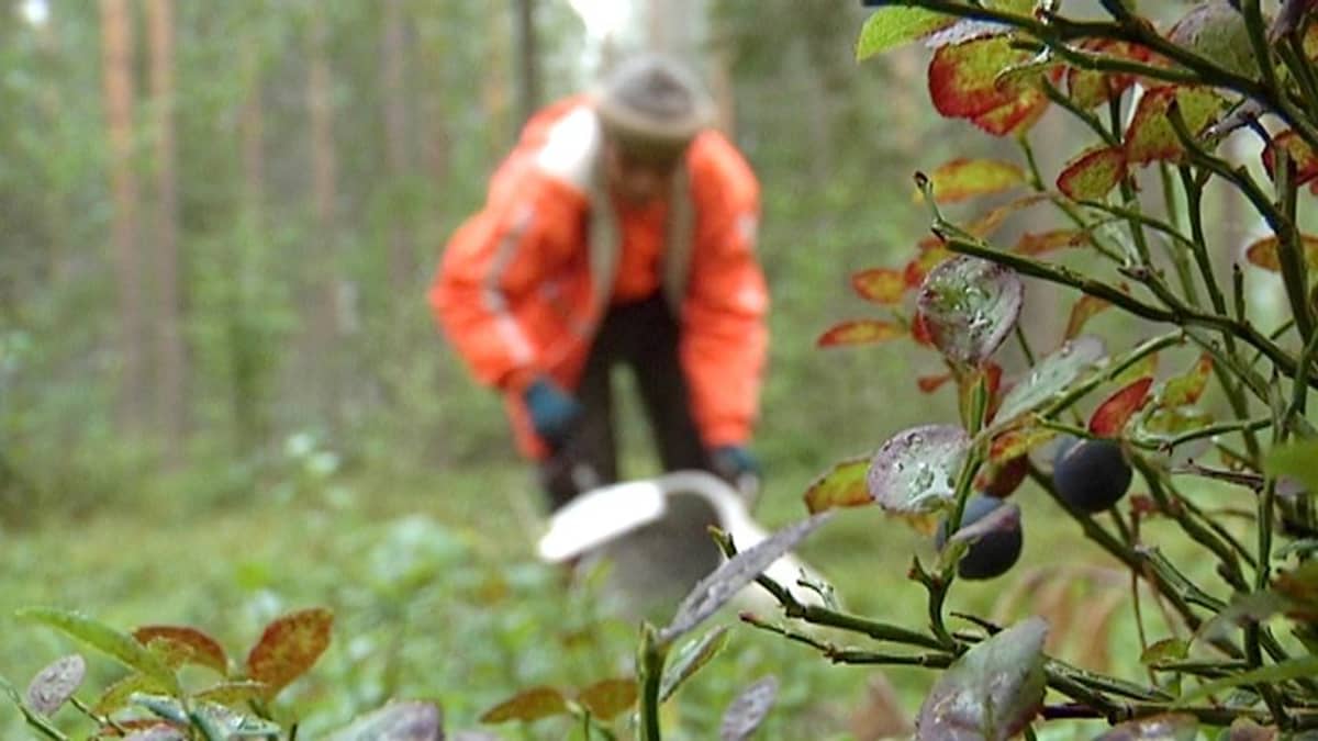 Thaimaalainen marjanpoimija.