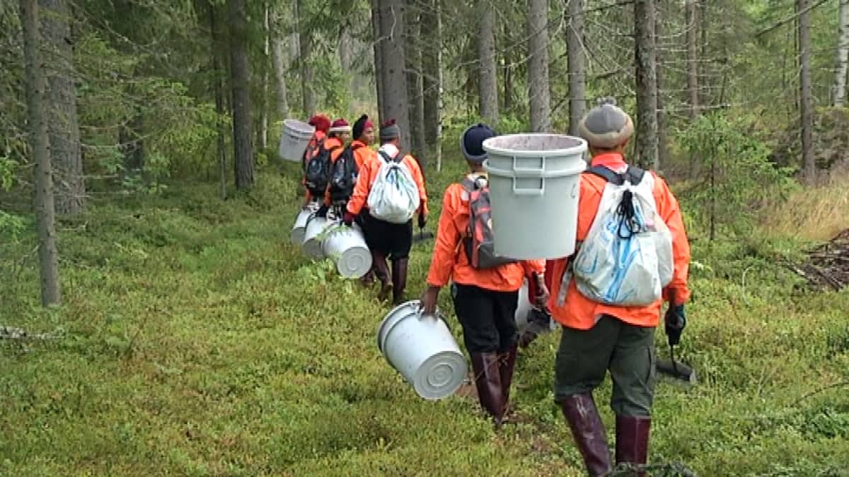 Thaimaalaiset marjanpoimijat kantavat marjasankoja metsässä.