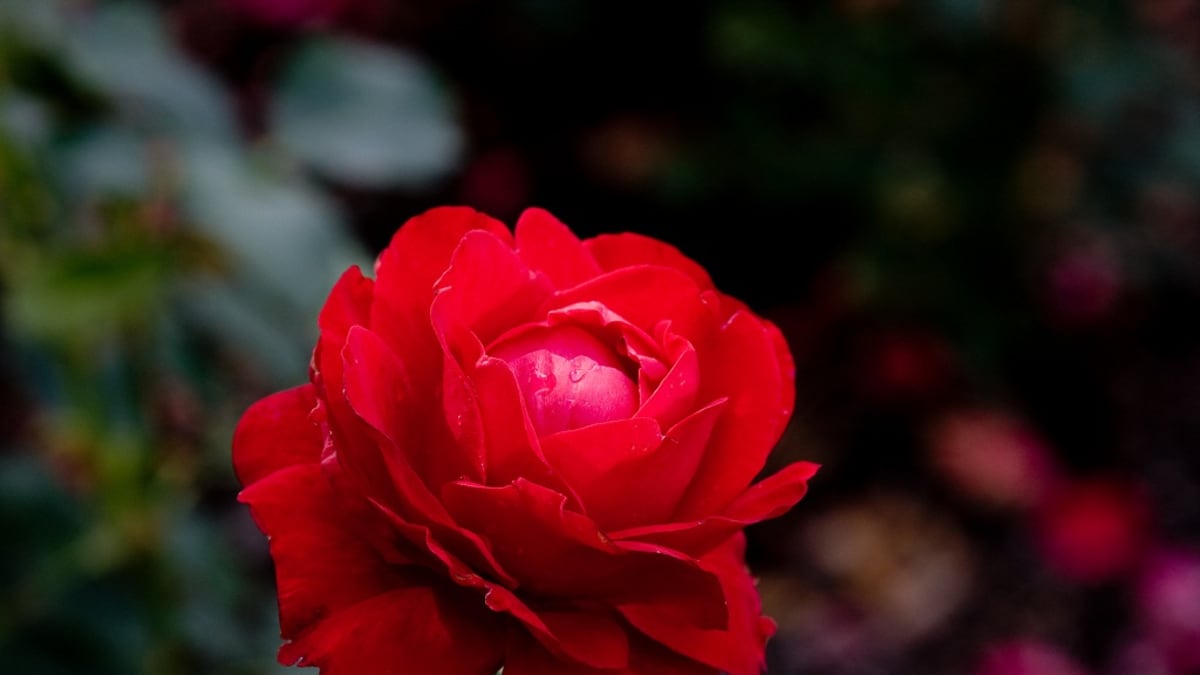 Punainen ruusu