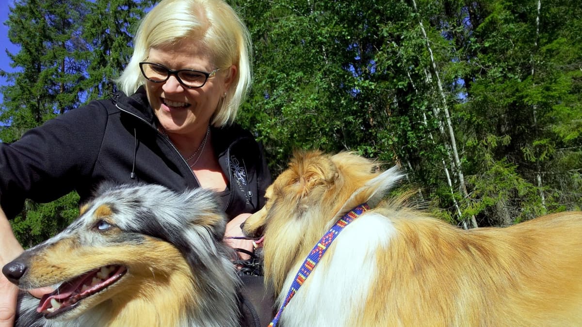 Marja Soinisella on shetlanninlammaskoiria.