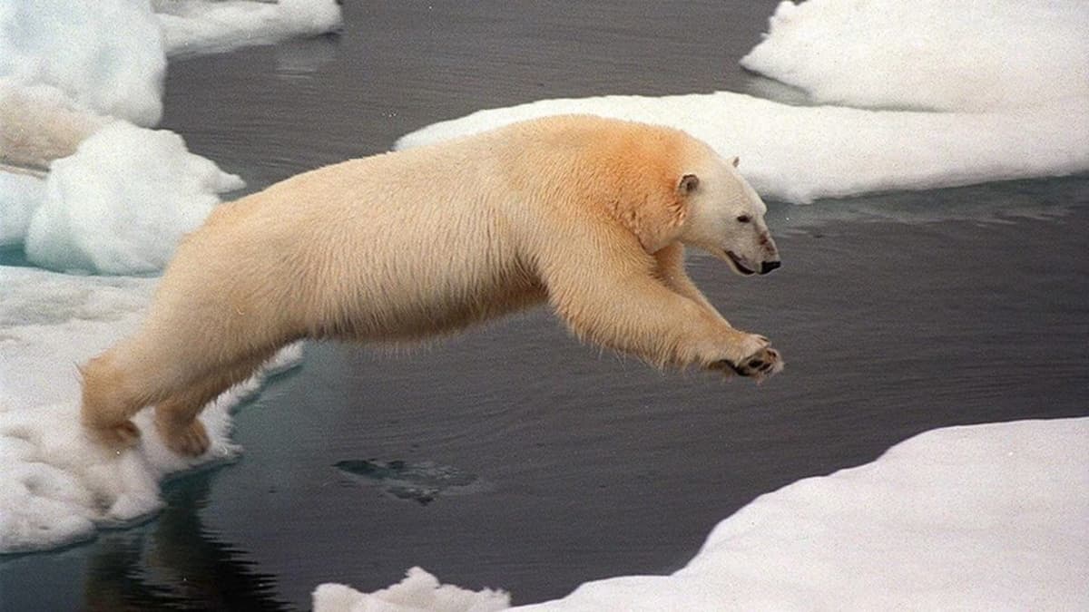 Jääkarhu hyppäämässä jäälautalta toiselle.