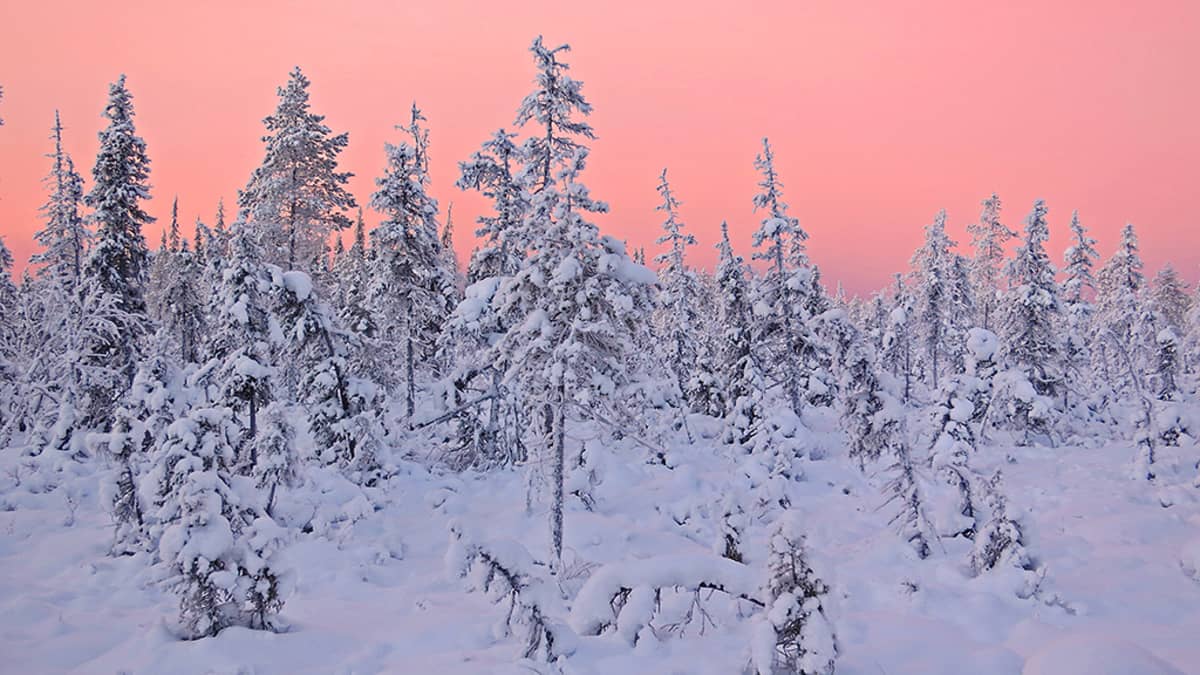 Aamuaurinko värjäää talvisen metsän