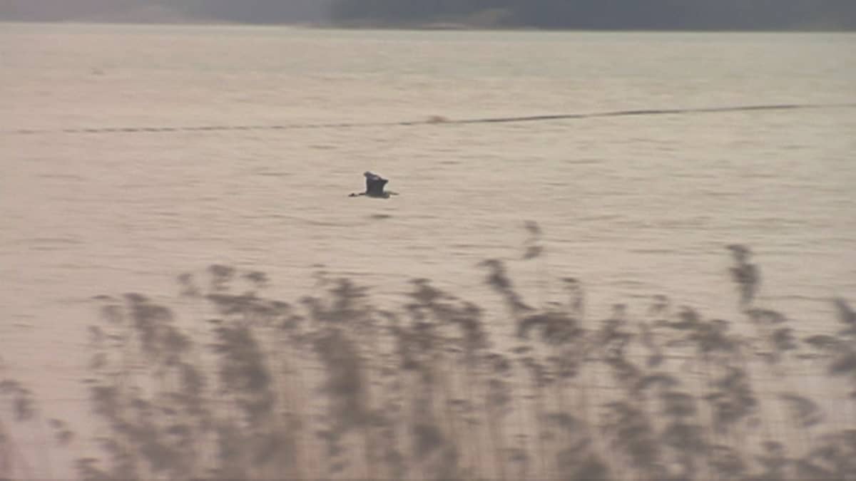 Harmaahaikara lentää hieman veden yläpuolella.