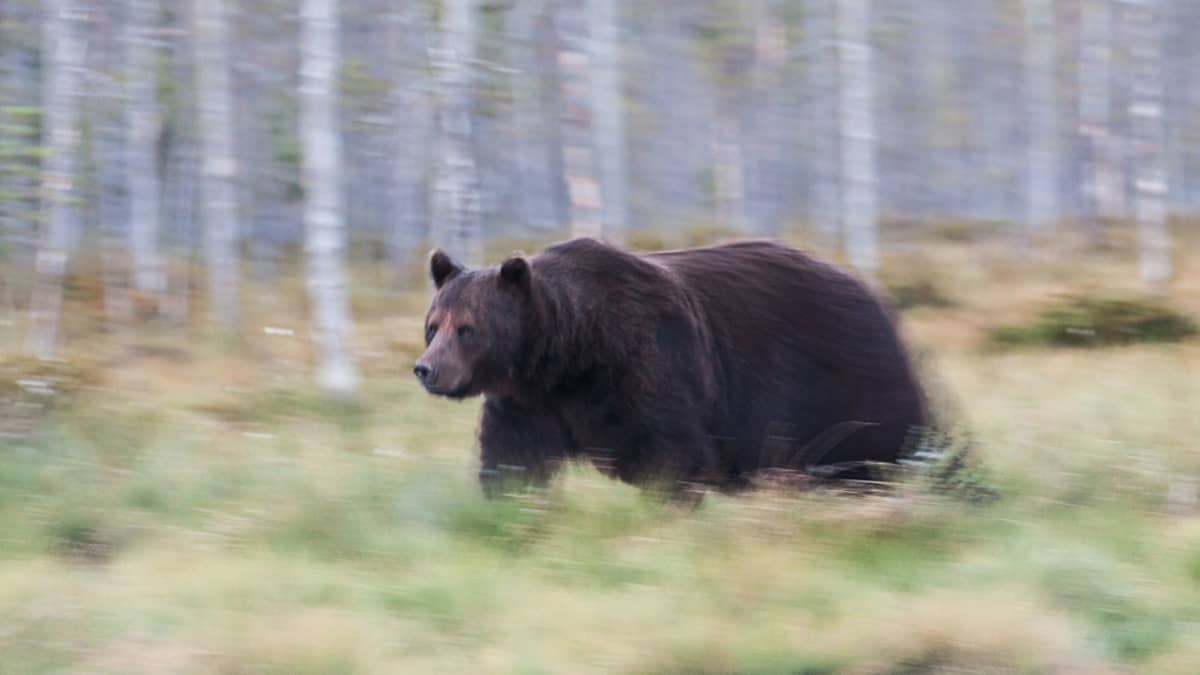 Karhu.
