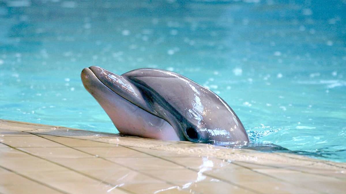 Delfiini Särkänniemen delfinaariossa vuonna 2010.
