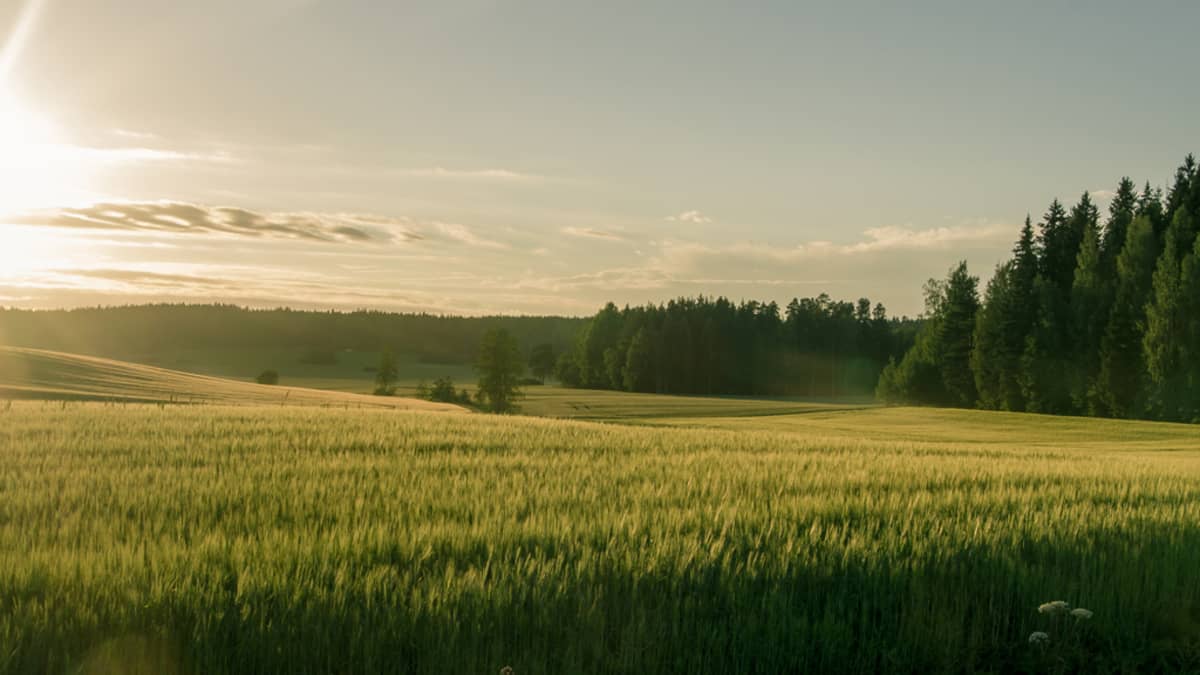 Kesäkuvakisa