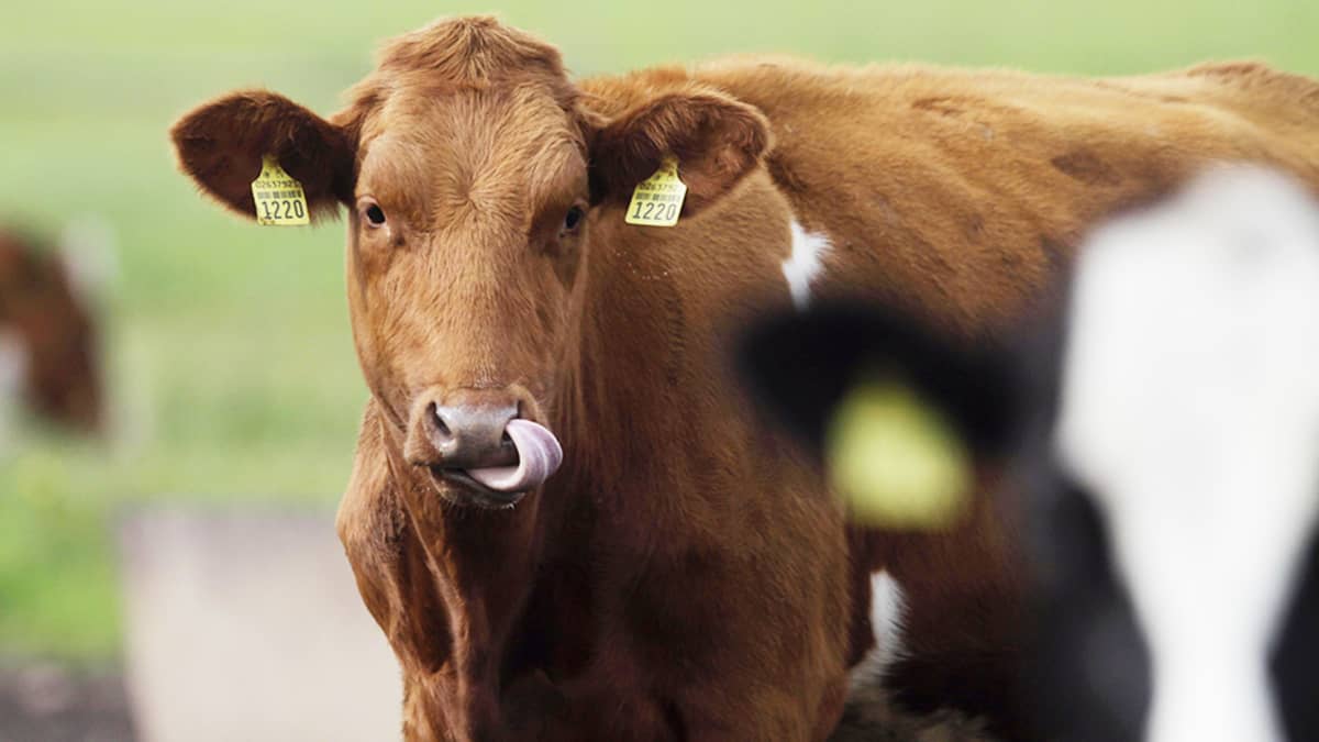 Karjaa laitumella elokuussa 2014.