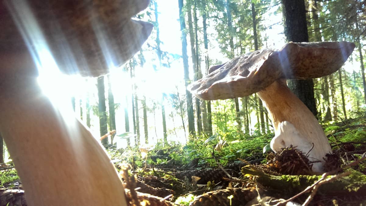 Herkkutatteja metsässä.