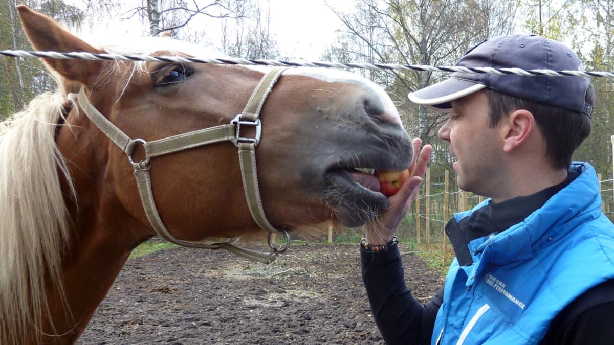 Marko Ketolainen syöttää omenaa hevoselle
