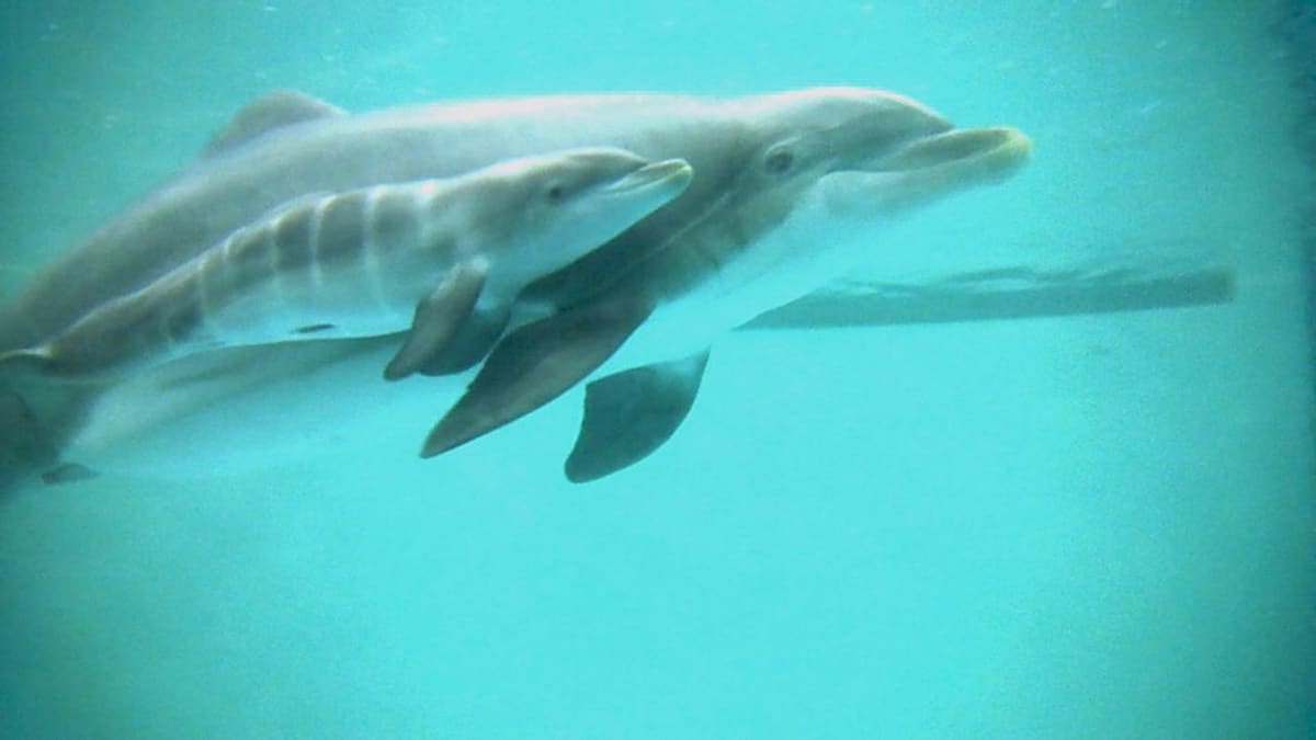 Delfiiniemo Veera ja poikanen