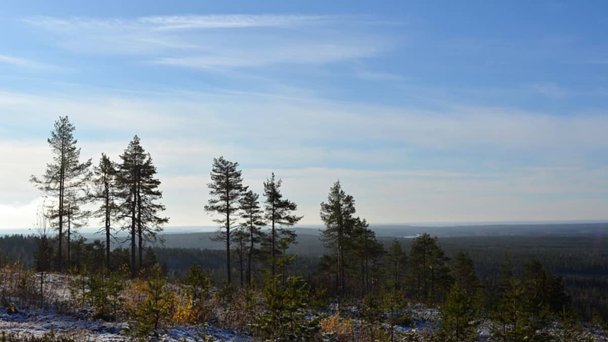 Paltamon kivesvaara