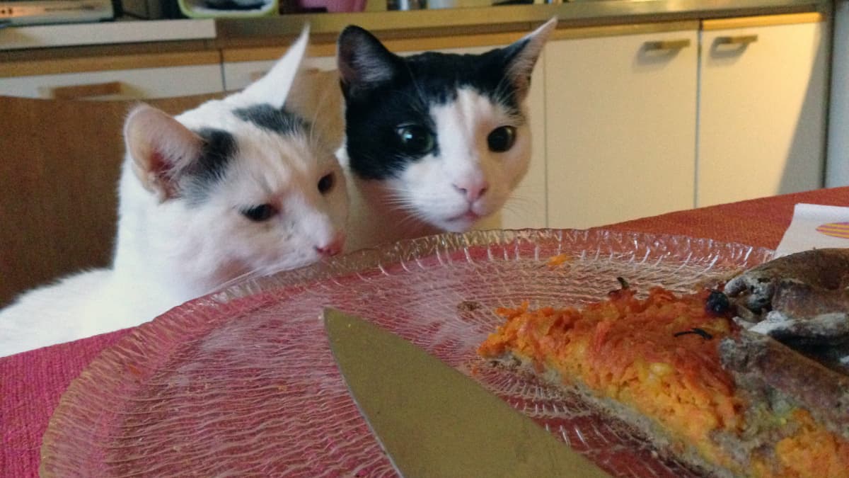 Kissat tuijottavat kakkua
