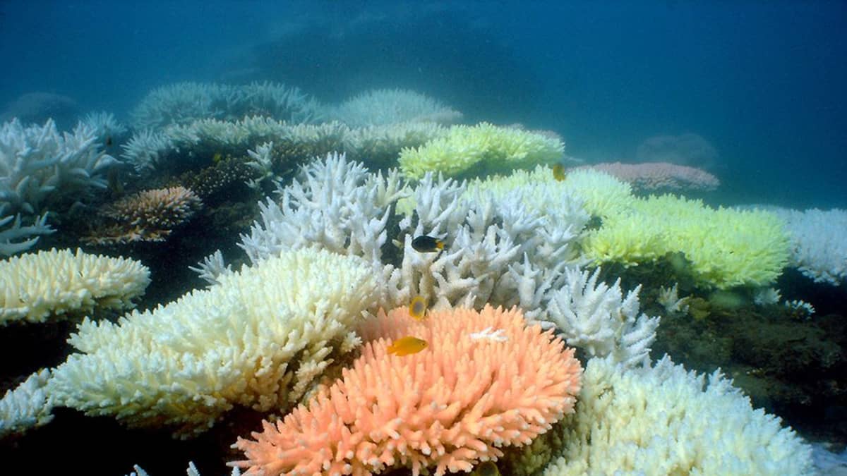 Queenslandin rannikolla sijaitseva koralliriutta.