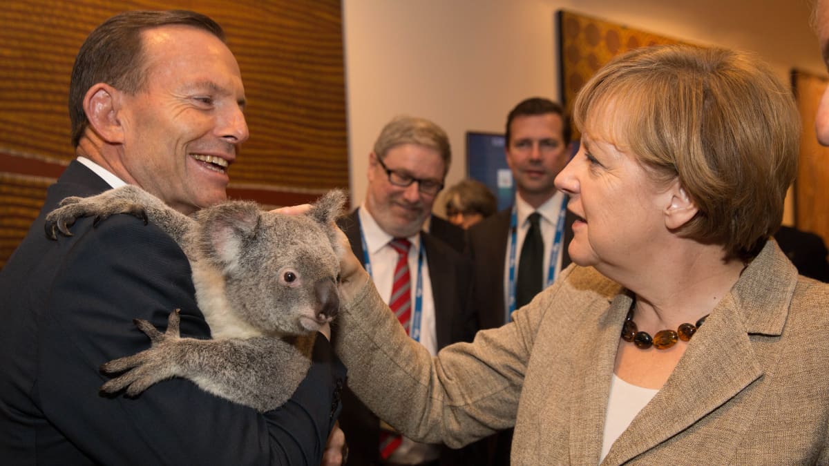 Koala miehen sylissä