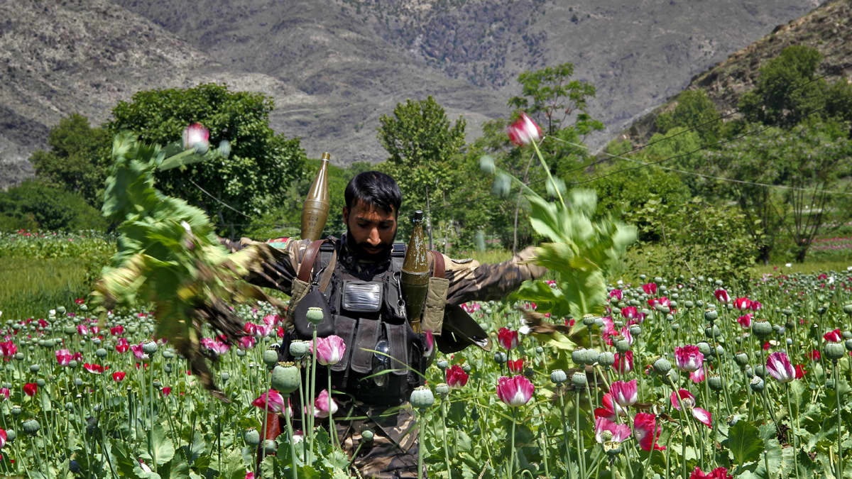 Afganistanin turvallisuusjoukot tuhoavat unikkoviljelmiä Kunar-provinssissa. 