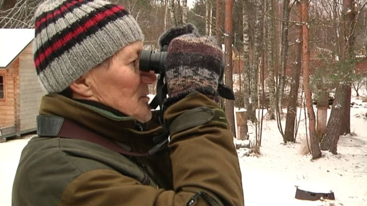 Lintuharrastaja Kari Mäntylä tiirailee kiikareilla