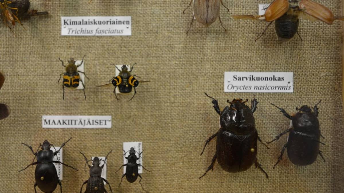 Kimalaiskuorinen, maakiitäjäinen ja sarvikuonokas Vesa Hyyryläisen vitriinissä.
