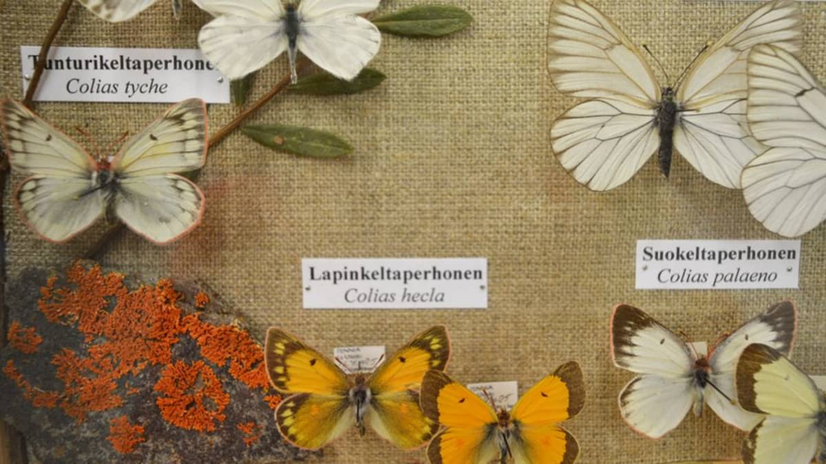 Tunturiperhonen, lapinkeltaperhonen ja suokeltaperhonen yhdessä Vesa Hyyryläisen perhoskokoelman vitriineistä.