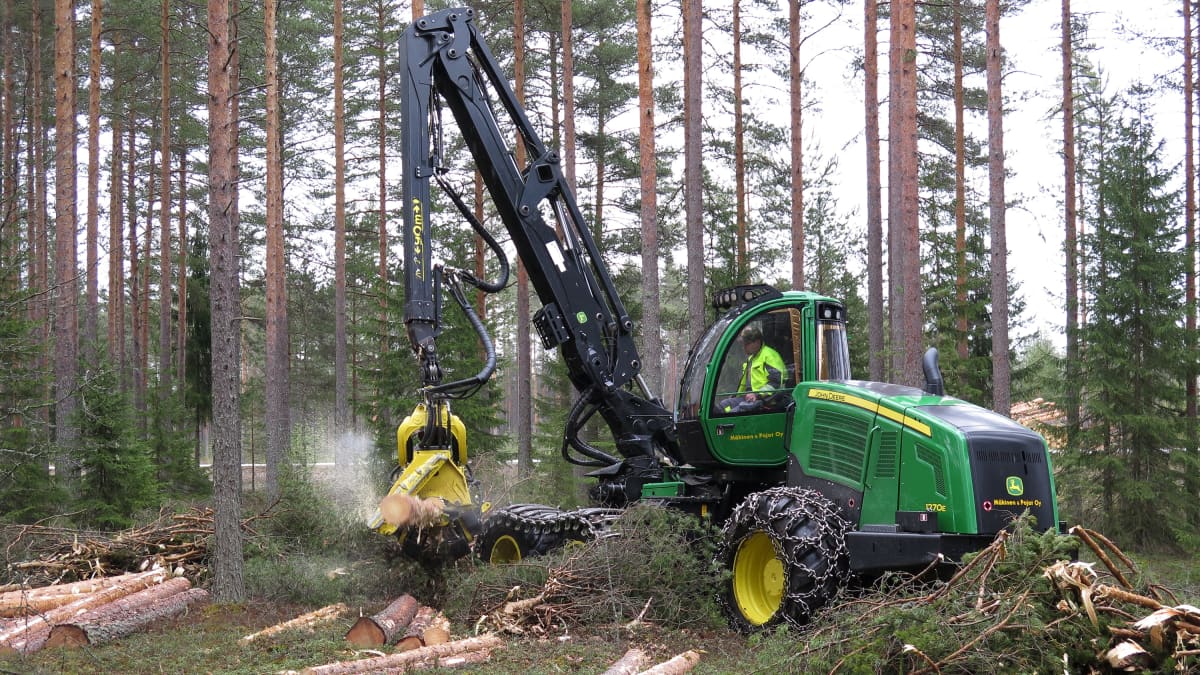 Metsäkone katkoo puuta männikössä.