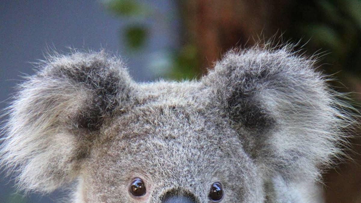 Koala kävelee puunrunkoa pitkin kohti kameraa.