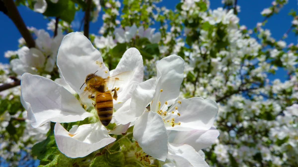 Mehiläinen omanapuun kukassa