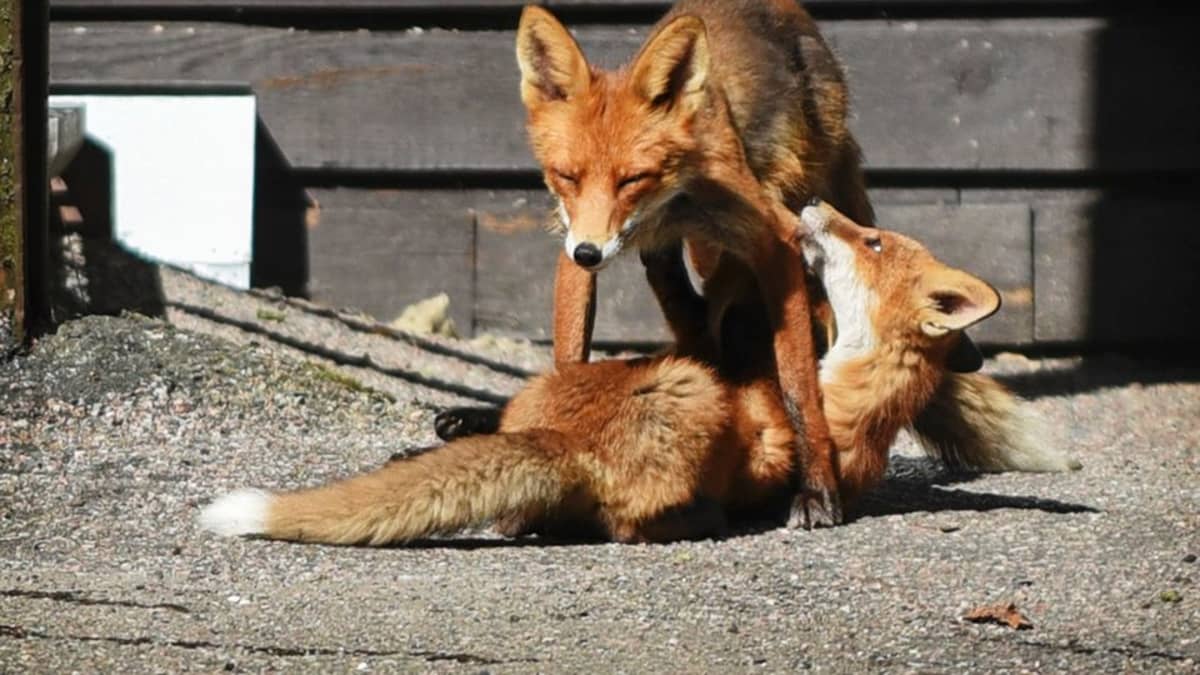 Pasilan citykettu poikasineen Ylen toimistokorttelin pihalla.