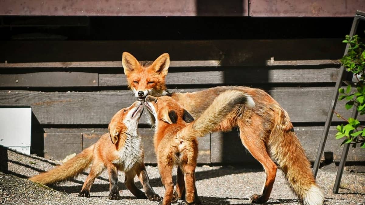 Pasilan citykettu poikasineen Ylen toimistokorttelin pihalla.