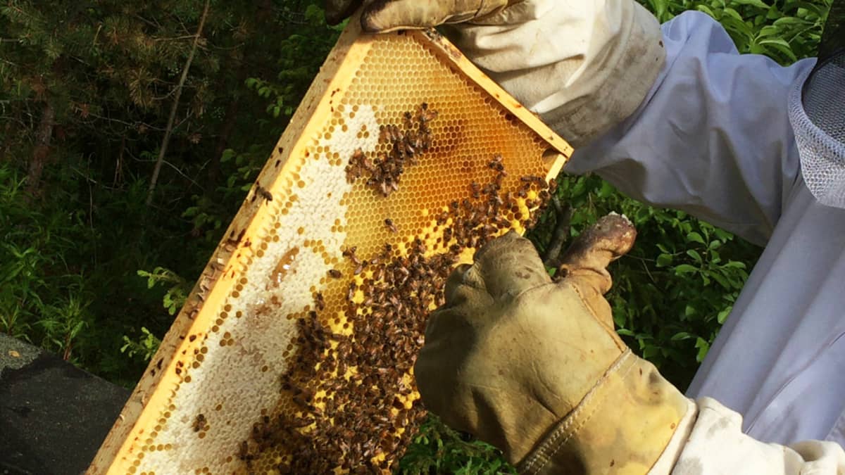 Mehiläiset hunajakennolla.