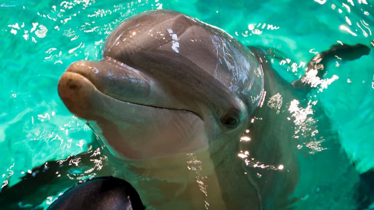 Veera-delfiini