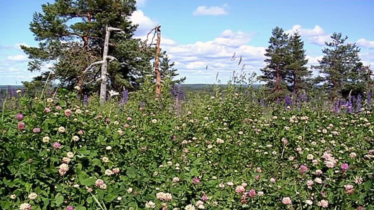 Metsämaisema Viitasaarelta. 