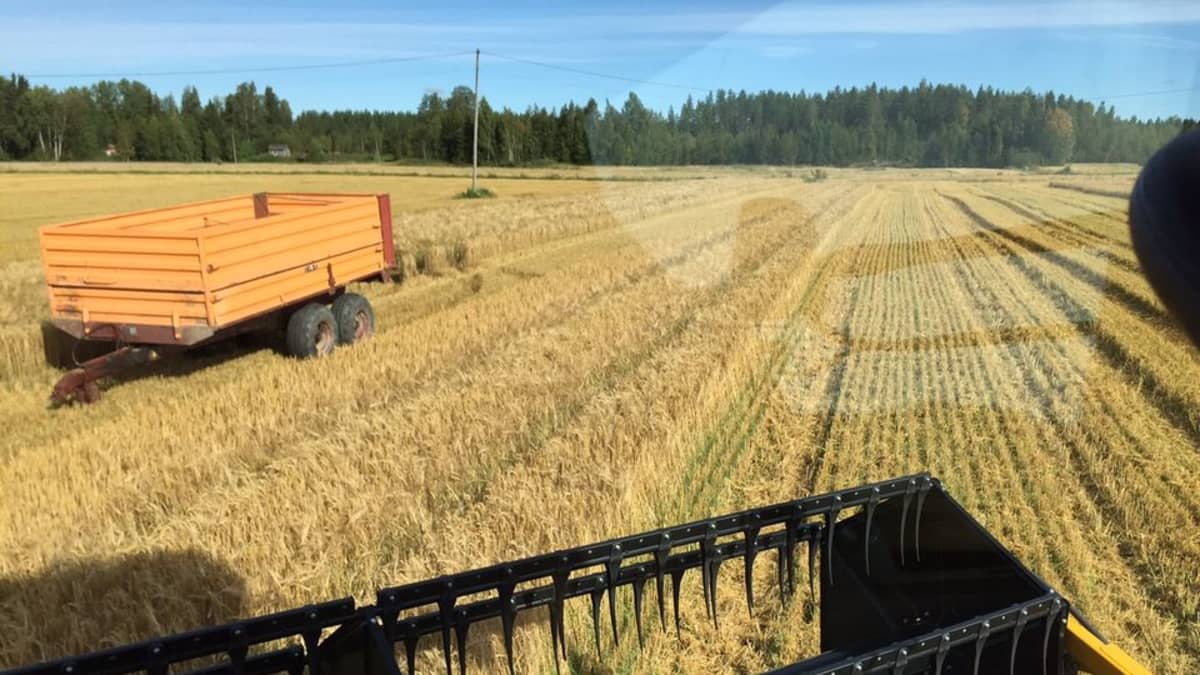 Kun sopiva puintikeli tulee, pellolle yritetään päästä saman tien.