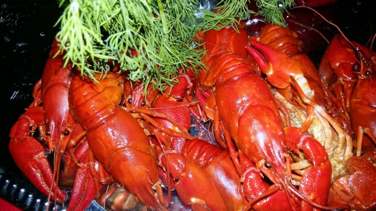 Elokuun rapujuhlien rapuja tarjolla tillin kera.