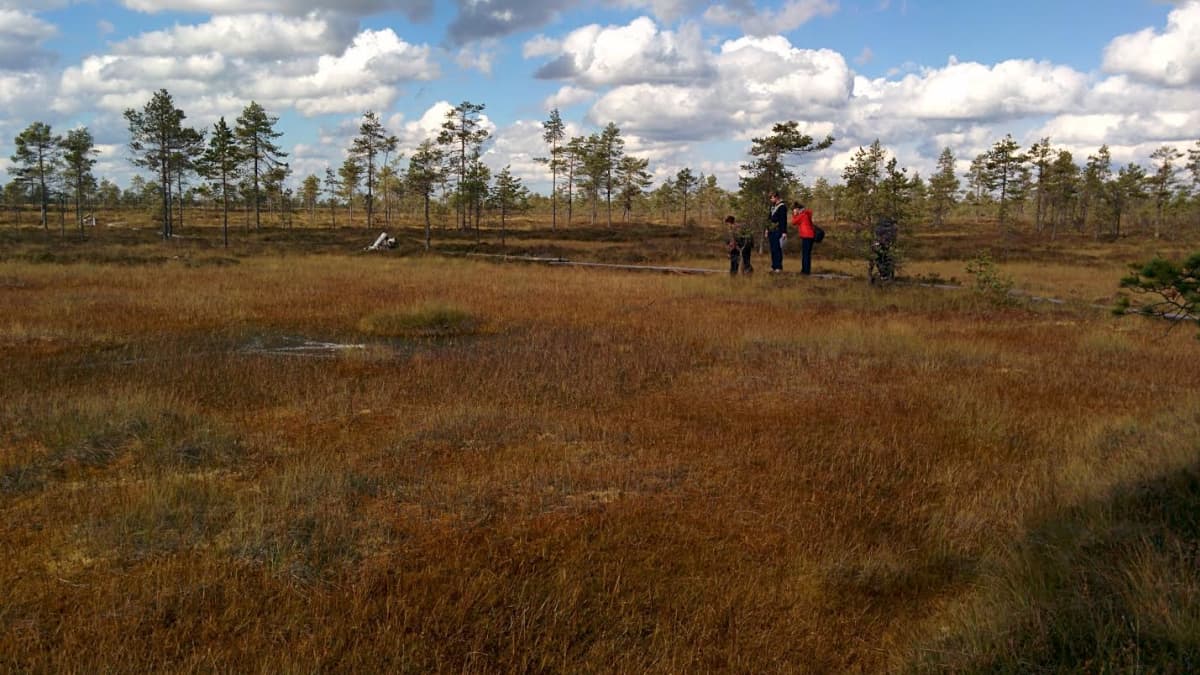 Metsähallituksen työntekijät tähyilevät upeaa suomaisemaa Kauhaneva-Pohjankankaan kansallispuistossa. 