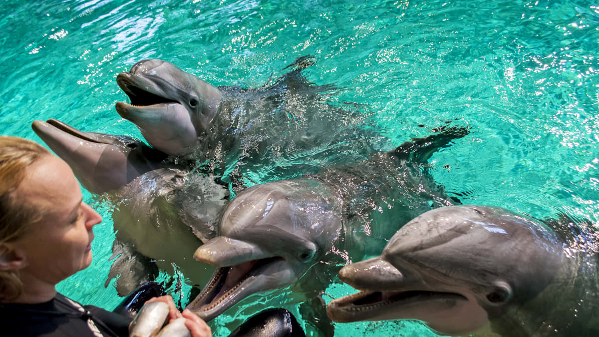 Delfiinejä Särkänniemen delfinaariossa