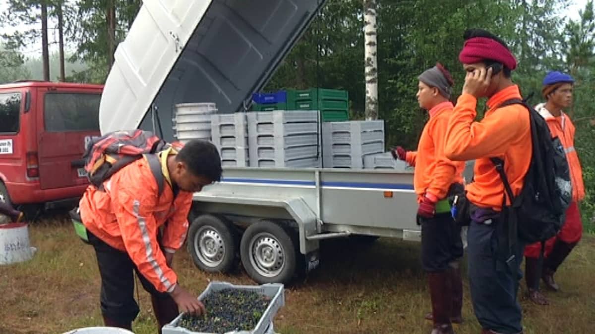 Ulkomaiset marjanpoimijat turvaavat Suomen luonnonmarja-alan yritysten liiketoimintaa.