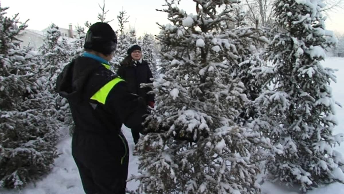Sauli Palosaari esittelee joulukuusta Katriina Korteniemelle