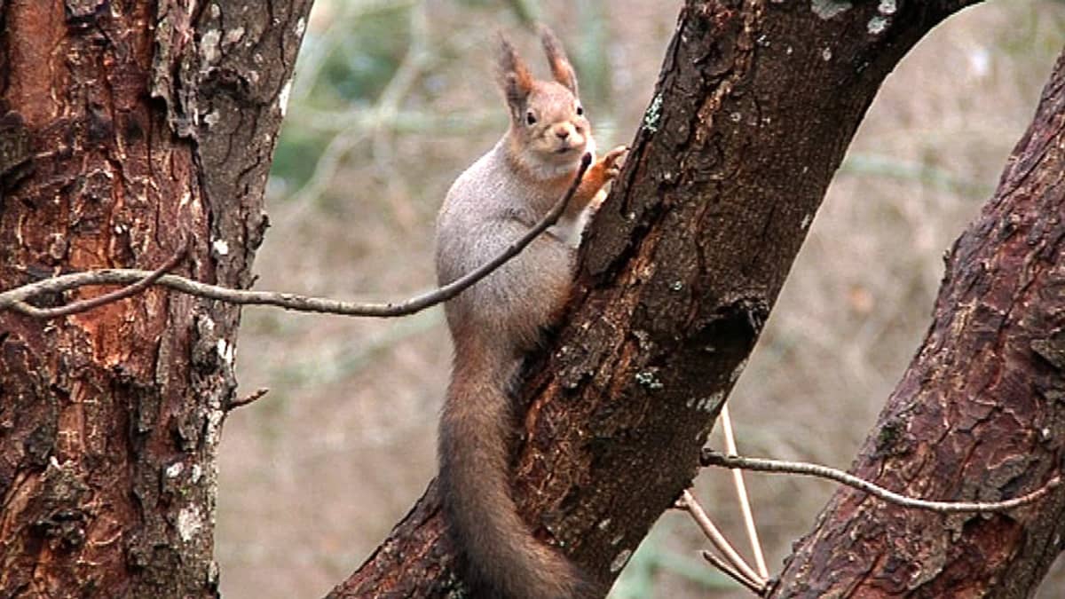 Orava puussa.