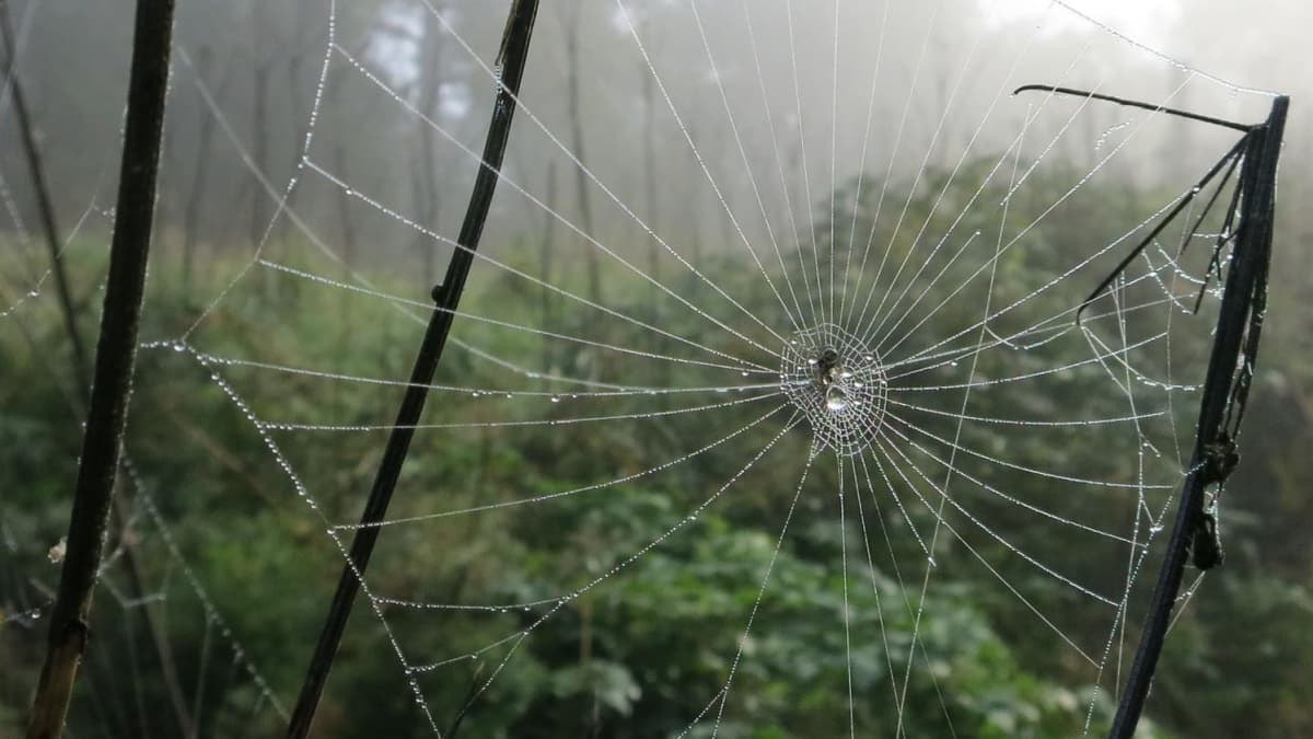 Sadepisaroita hämähäkinverkossa