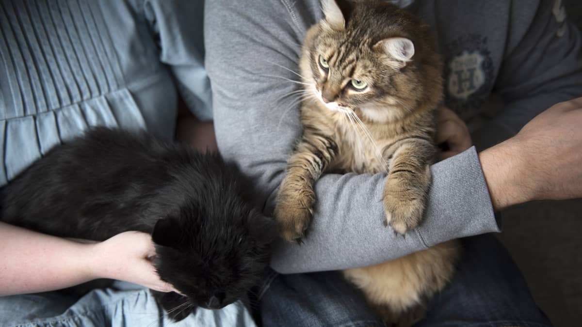 Pariskunta pitelee kahta kissa sylissänsä.