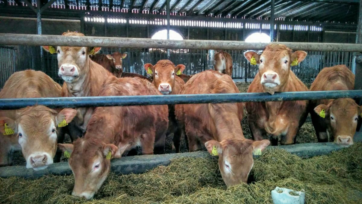 Limousin-lihakarjaa pihatossa.