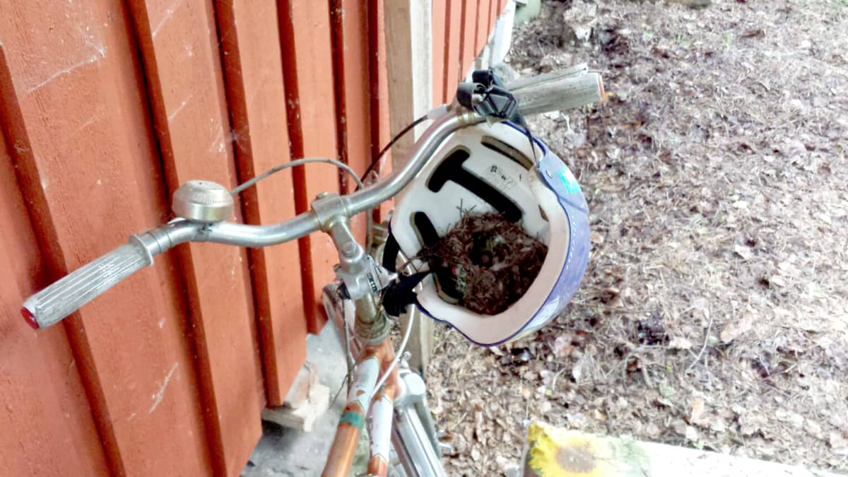 Linnunpesä pyöräilykypärässä. 