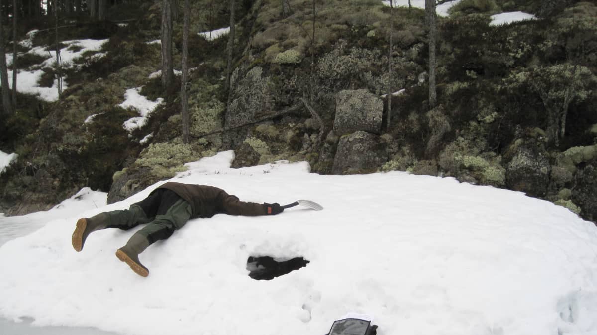 Ihminen tarkastamassa norpan pesää pesintäajan jälkeen. 
