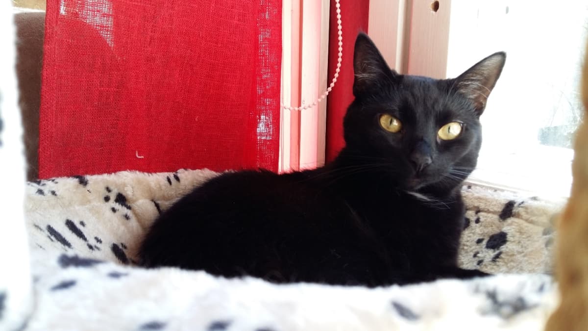 Maija-kissa makoilee kiipeilytelineessä